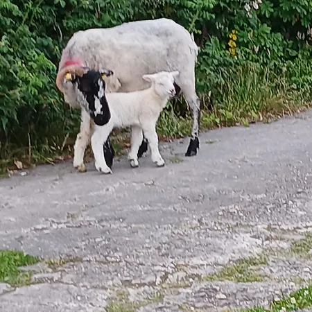 Farm stay Gleann Loic Dingle