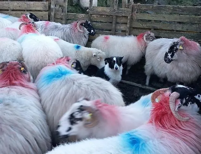 Alloggio per agriturismo Gleann Loic Dingle