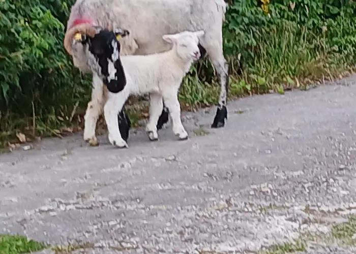 Alloggio per agriturismo Gleann Loic Dingle